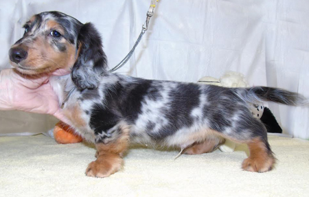 Long Haired Mini Dachshund Puppies For Sale