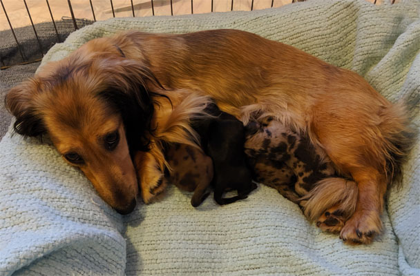 long haired mini dachshund puppies for sale
